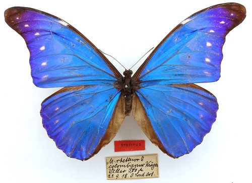 Syntypus morpho rhteneor - syntypus,