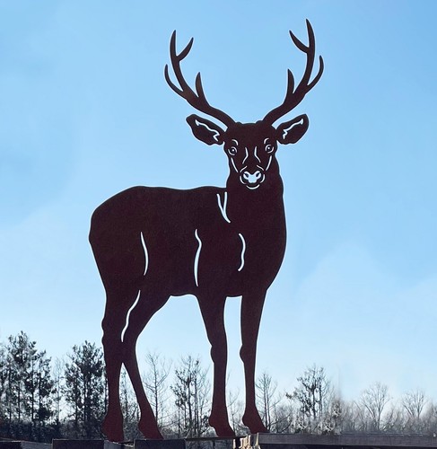 Hirsch nach vorne - , auf