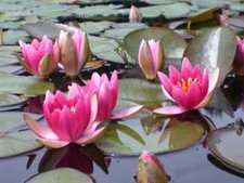 Nymphaea 'Froebeli' - winterharter Halb-Zwerg, Seerose