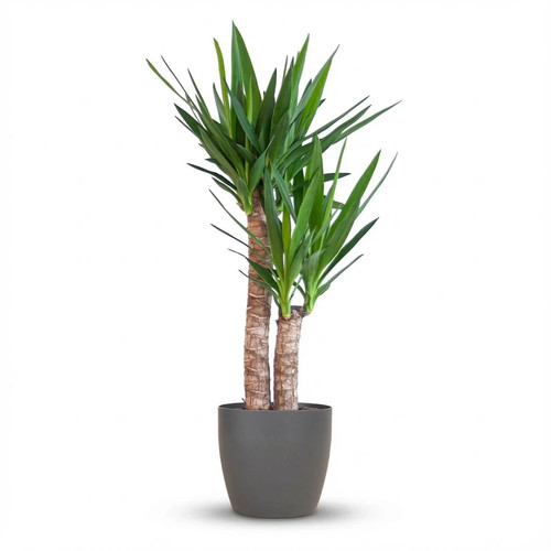 Palmlilie yucca elephantipes - palmlilie,