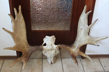 DEKORATIVES GROßES SCHWEDEN-ELCHGEWEIH, SCHAUFELN, GEHÖRN, JAGDTROPHÄE  #10375