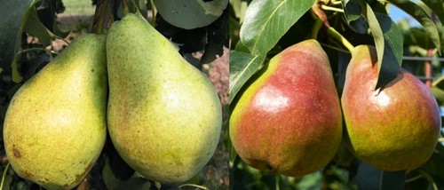 Duo säulenbirne sorten - säulenbirne,,