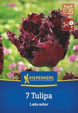 Kiepenkerl Tulpenzwiebeln Labrador – 7 gefranste schwarze Tulpen für Beet & Vase