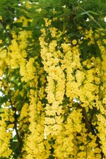 Laburnum watereri 'Vossii', Goldregen, 100–125 cm, prächtige gelbe Blüten