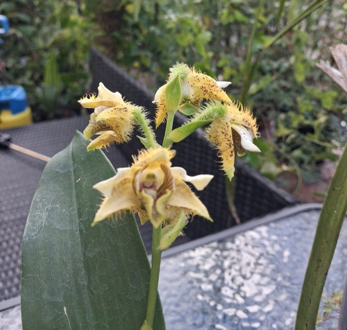 Dendrobium macrophyllum