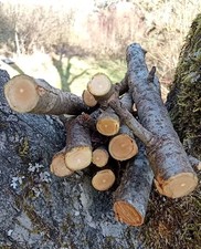 1kg Apfelzweige Apfelholz