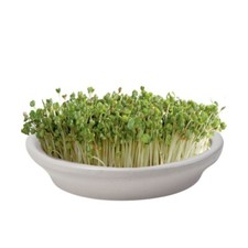 Eschenfelder Kressesieb 16 cm Keramikschale mit Edelstahlsieb Sprossenanzucht