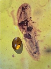 Bernstein mit Inkluse Larve Naturbernstein Unikat ca. 40 Mio. Jahre Sammlerstein