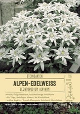 Leontepodium alpinum