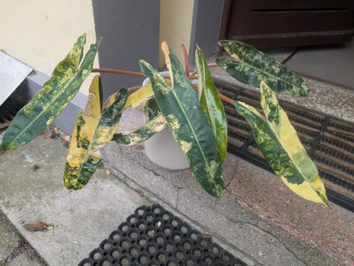 Philodendron billietiae - philodendron,