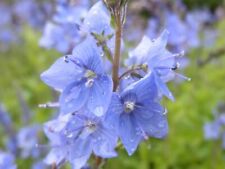 Staude Veronika, Garten Ehrenpreis Royal Blue 