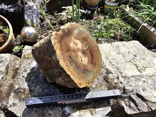 Kieselholz fossilien zimbabwe - kieselholz,