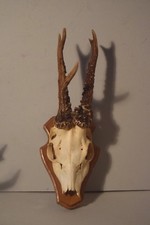 Rehbock, Geweih, Jagdtrophäe
