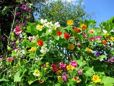 BLÜHENDER GARTENZAUN BLUMEN