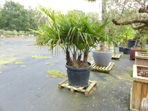 Exakt diese trachycarpus - diese,