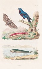 Raupe Fische Schmuckvögel