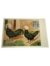 Antiquarisches Buch Ansichtskarten Postkarten Hühner Motiv Fotografie Vintage