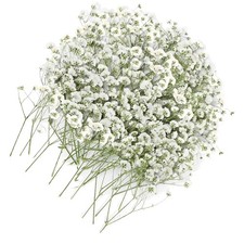 Getrocknetes Schleierkraut 100