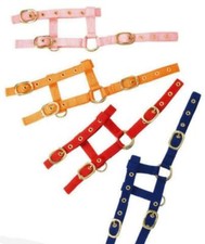 Fohlenhalfter für Shetty