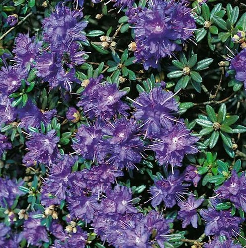 Zwerg rhododendron azurika - rhododendron,