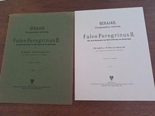 Ornithologie Berajah  Falco Peregrinus Wanderfalke Kleinschmidt 1933 
