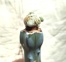 21. Blossfeldia subterranea