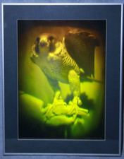 Falcon Reflection on Hologram