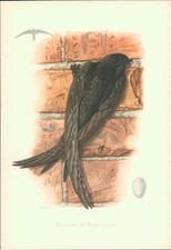 Kunstdruck - Offsetdruck. Karl Grossmann: MAUERSEGLER (Turmschwalbe) - Apus apus