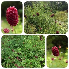 Großer Wiesenknopf Sanguisorba officinalis alte Heilpflanze Bauerngartenpflanze