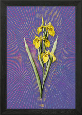 Violette Vintage Iris