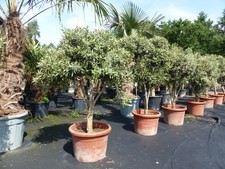 Olivenbaum 120 - 140 cm mit vielen Oliven winterhart Olea Europaea Bonsai