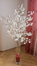 Silberblatt samen judaspfennig - silberblatt,