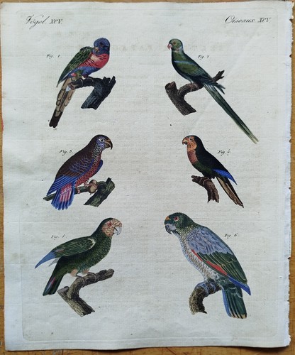 Vögel papagei bertuch - vögel, (b)