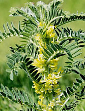 Chinesischer Tragant Samen, Huang-Qi, lat. Astragalus membranaceus, Heilpflanze