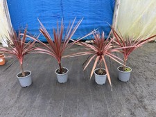 Cordyline Red Star 4 Stk à 80 cm inkl. Topf 🌿 Exotische Zierpflanze für Garten