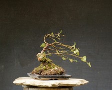 Bonsai outdoor winterhart