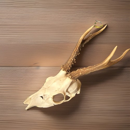 Reh trophäe mit - trophäe, geweih