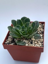 Greenovia Aurea (Aeonium