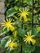 Sale3013 passiflora citrina - sale3013,
