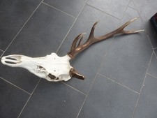 Hirschgeweih abnorm selten