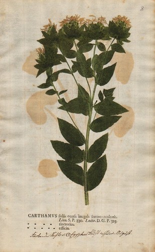 Carthamus färberdistel - carthamus,