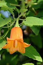 SAMEN Die Kanarische