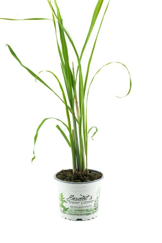 Zitronengras zitronen gras - zitronengras,,
