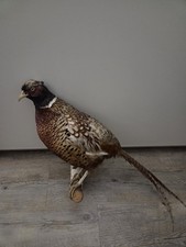 Fasan, Tierpräparat