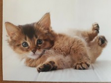 Postkarte Katze