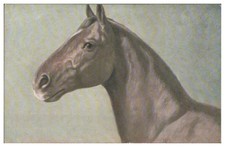 XX2337/ Pferdekopf Pferd