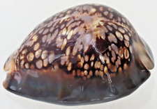 Meeresschnecke cypraea mauritiana (?) ca. 90 mm