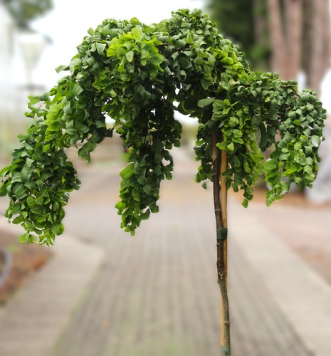 Scheinakazie robinia twisty - -,