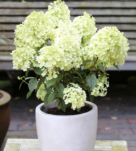 Rispenhortensie bobo 80cm - bobo®, 60-80cm