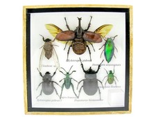 Einzelstück - echte